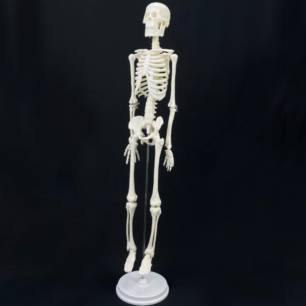 Mini Human Skeleton Model, 17.7 inch, Movable Arms and Legs, Educational Anatomy Teaching Tool with Stand (Free Human Skeleton Poster)