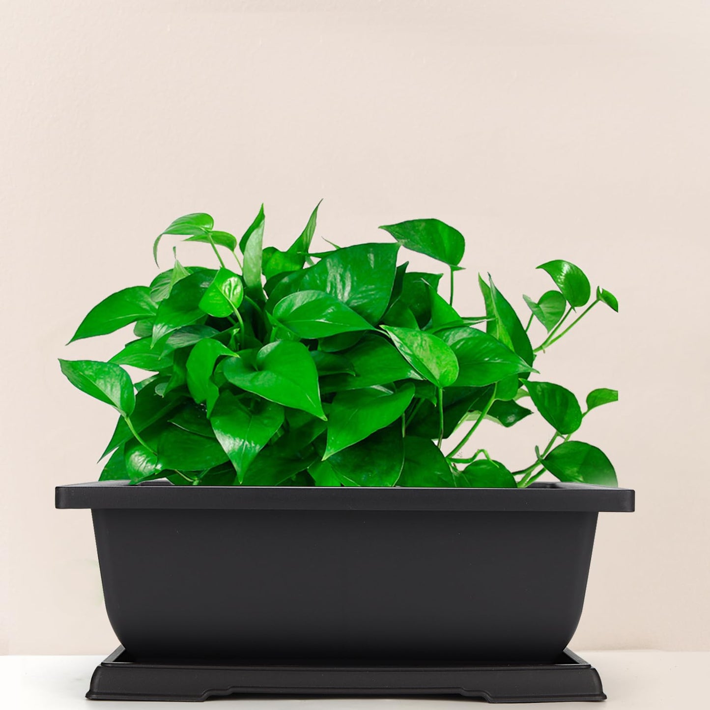 MANCHAP 3 Pack 11 Inch Large Plastic Bonsai Training Pots, Rectangular Bonsai Pot with Drainage Tray, Plant Flower Growing Bonsai Tree Planter for Garden, Yard, Home