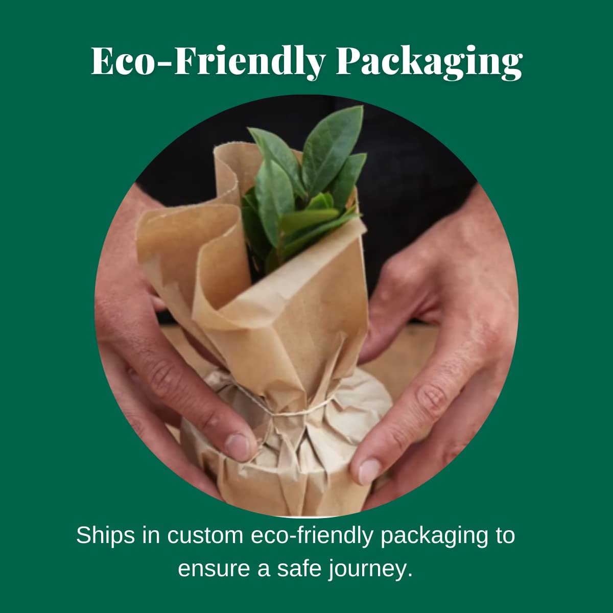 HOUSE PLANT SHOP | Tillandsia Air Plant 'Adreana'| Live Indoor Plant | Easy to Care | Natural Décor Plant | Great Gifts| Free Care Guide