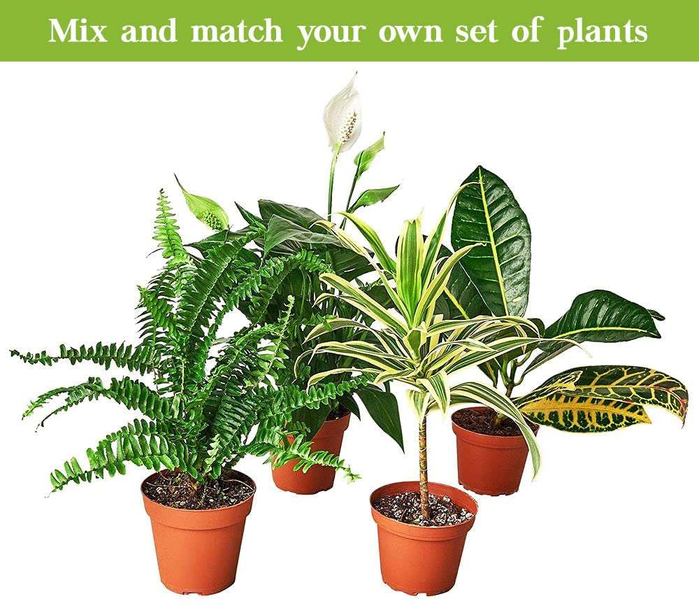 Parlor Palm Live Plant for Indoor | Different Houseplants in 3'' Pot | Real House Plant for Living Room, Office, Desk & Bathroom | Neanthe Bella Palm | Chamaedorea elegans