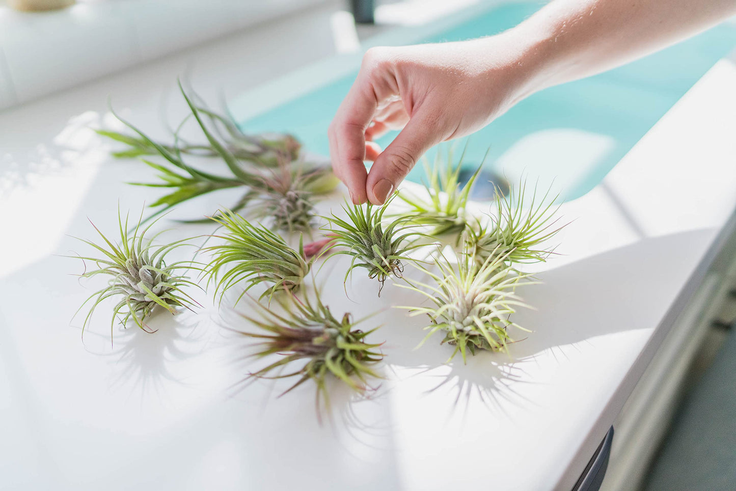 Jumbo Tectorum Ecuador Air Plant - Live Tillandsia Succulent House Plants - Available in Wholesale and Bulk - Home and Garden Decor - Easy Care Indoor/Outdoor Air Plants