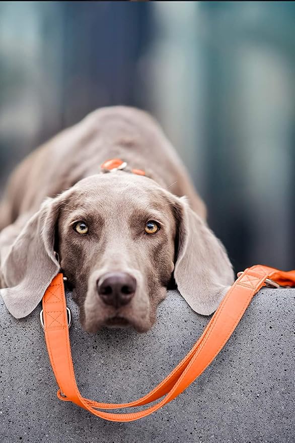 Soft Leather Dog Collar and Leash (6.6') Set - Stylish Rose Gold Heavy Duty Metal Buckle, 4 Adjustable Lengths Leash for Small Medium Large Dogs - Comfortable & Easy to Clean Orange XS(8"-12")