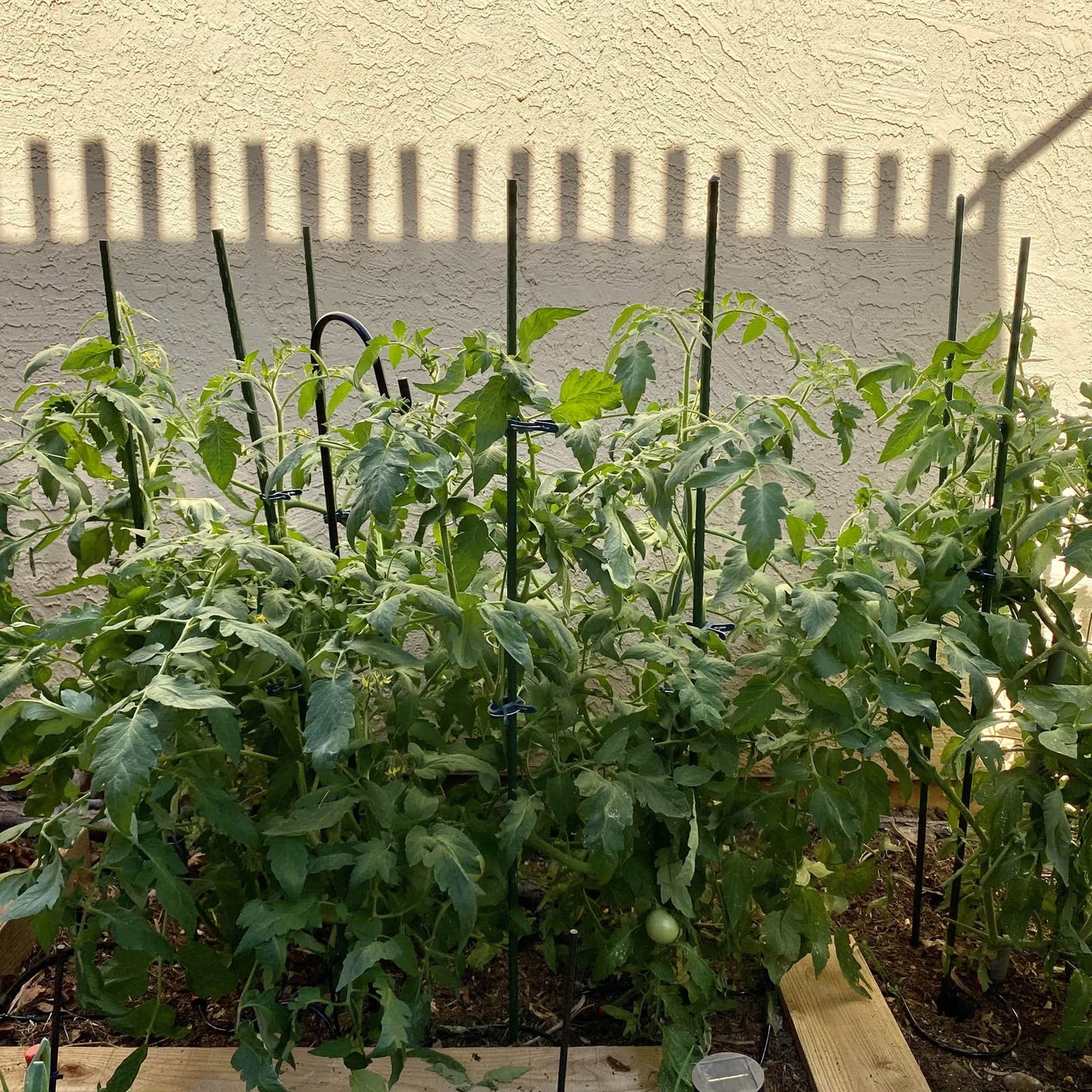 Garmeinea Garden Stakes 48 Inches Plastic Coated Steel Plant Stakes for Growing Climbing Plants, Pack of 25