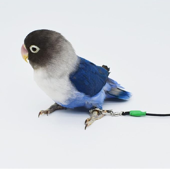 Bird Foot Chain with Flying Latex Elastic Training Rope Outdoor Parrot Ankle Foot Ring Accessories Bird Harness Leash Prevent Escaping (Model6-With 157.5inch Leash)