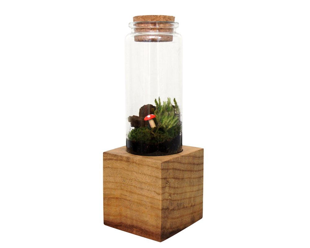 Moss + Twig Terrarium Kit with Wood Base - Handmade in New York City, NY