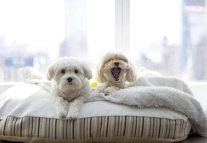 Essentia Kingston Luxury Organic Pet Bed - Medium