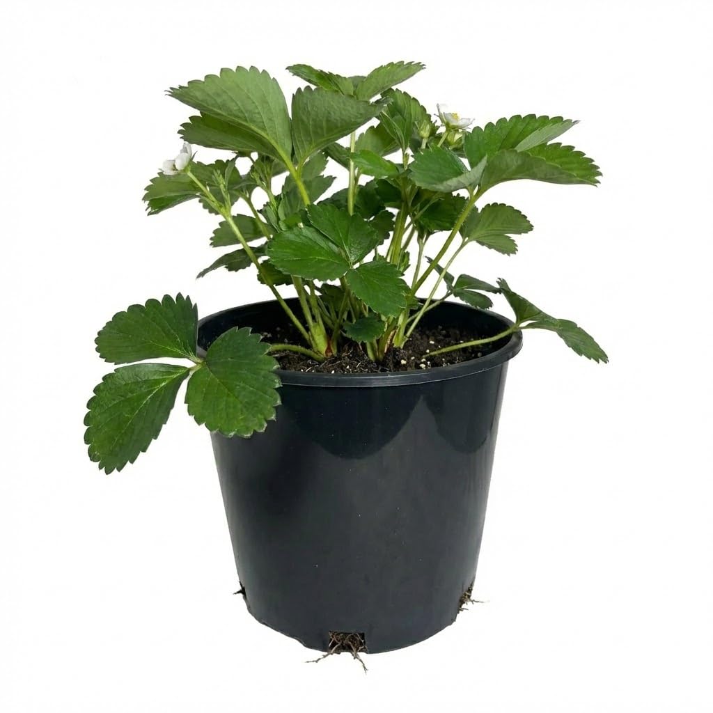 3 Gallon Nursery Pots - Professional Heavy Duty Injection Molded Plastic Plant Pots with Drainage Holes – 11 Inch Round Flower Pots for Shrubs, Perennials & Tropicals – Stackable (5)