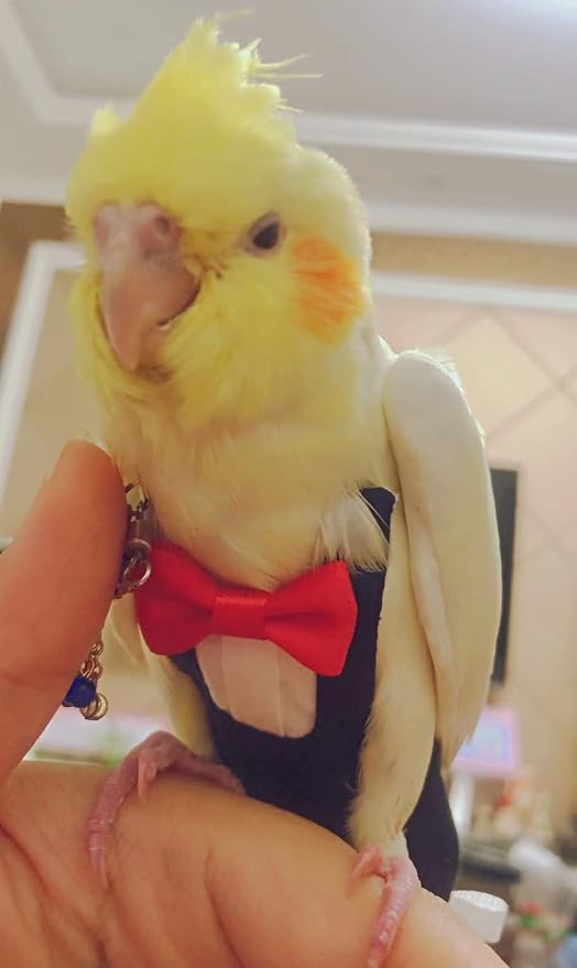 Bird Flight Suits Diapers, Parrot Flight Suits Diapers for Monk Parakeets, Cockatiels Flight Suits, Parrot Clothes, Bird Training Nappy Suit Liners Clothes (Medium,Black)