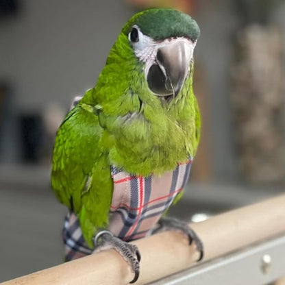 Avian Fashions FeatherWear FlightSuit Large(6) Bird Diaper in BirBerry