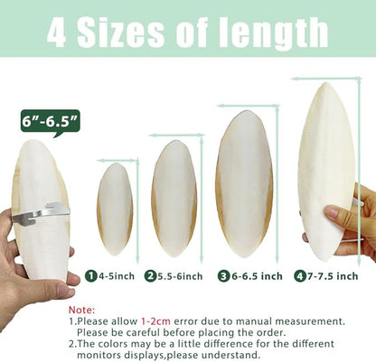 Natural Cuttlebone for Birds Parakeets Canaries Cockatiels Small Conures Mynahs Toucans African Greys All Parrots Snails Totoise, with Holder for Bird Cage (6-6.5 inch,2PCS)