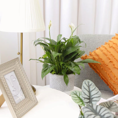 Spathiphyllum Green Peace Lily (4 inch) - Lucky Houseplants - 4/6 inch Unique Live Decorative Houseplants - Easy to Care Indoor Plants, Perfect for Office, Home & Feng Shui Decor