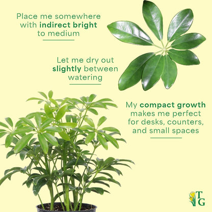 Thorsen's Greenhouse Live Arboricola Umbrella Tree Plant, Schefflera Arboricola, Natural Air Purifier, Easy to Grow, Live Indoor Houseplant, 4-inch Diameter (Gold)