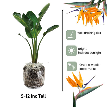 Set 2 Yellow Bird of Paradise Plants Live, Strelitzia Reginae Well-Rooted Bush, 5-9" Tall, No Pot, Tropical Perennial Blooming, Houseplant Indoor Outdoor Planting