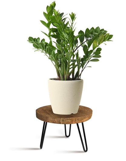 OBTAIN Plant Stand Indoor Outdoor Wood Mid Century Plant Stand for Indoor Plants, Modern Plant Table Round Plant Stool, Boho Rustic Wooden Stool for Plant Pot Hol (L)