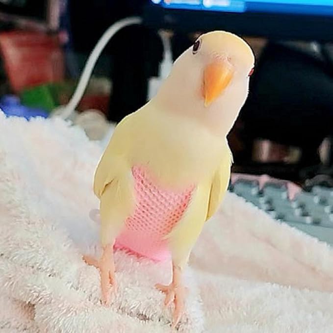 5 Pcs Summer Holey Style Bird Diaper Parrot Nappy Reusable Flight Suit with Waterproof Inner for Parakeet Cockatiel Macaw Budgie Lovebird Conure (Sulphur-Crested Cockatoo)