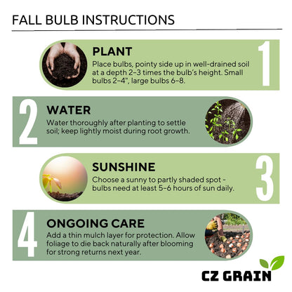 5 Yellow Daffodil Bulbs - Large Giant Narcissus Flowers | Easy to Grow Fall Planting Bulbs for Vibrant Spring Blooms