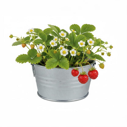 BUZZY Seeds Mini Basin Gardening Kit with Strawberry Seeds for Planting, Flowering Fruit Starter Set, Indoor Plants, DIY Plant Project, Party Favor