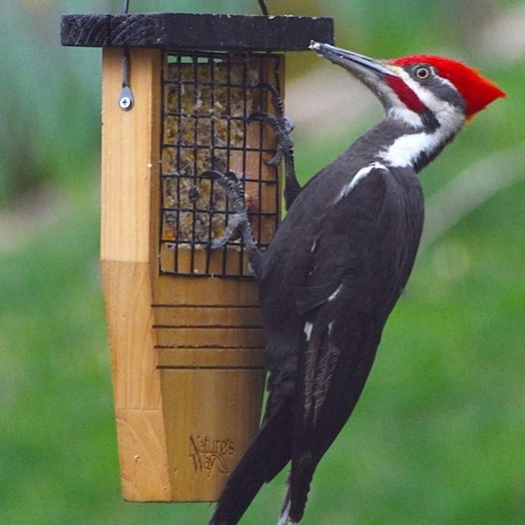 Nature's Way Bird Products CWF1 Tail-prop Suet Bird Feeder 12"H x 7.875"L x 3"W, Brown