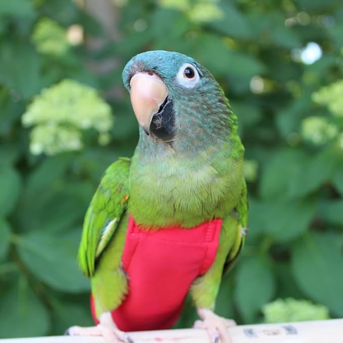 Avian Fashions FeatherWear FlightSuit Custom Wide(7.5) Bird Diaper in Red