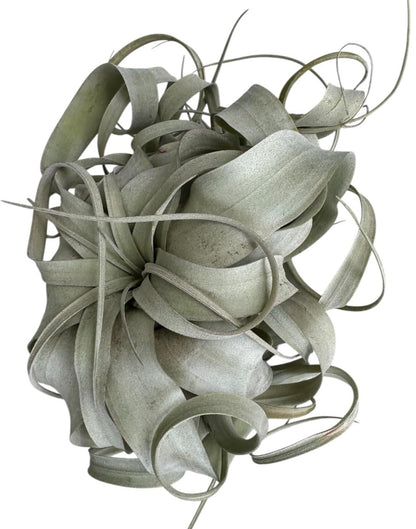 X-Large Tillandsia Xerographica Air Plant, 8-9 inches, Silvery Rosette Display Plant