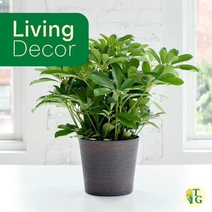 Thorsen's Greenhouse Live Arboricola Umbrella Tree Plant, Schefflera Arboricola, Natural Air Purifier, Easy to Grow, Live Indoor Houseplant, 4-inch Diameter (3 Pack Nursery Pots)