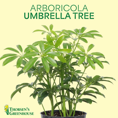 Thorsen's Greenhouse Live Arboricola Umbrella Tree Plant, Schefflera Arboricola, Natural Air Purifier, Easy to Grow, Live Indoor Houseplant, 4-inch Diameter (3 Pack Nursery Pots)