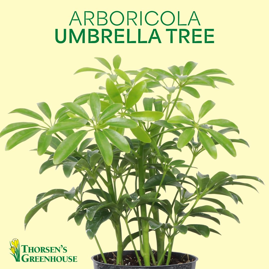 Thorsen's Greenhouse Live Arboricola Umbrella Tree Plant, Schefflera Arboricola, Natural Air Purifier, Easy to Grow, Live Indoor Houseplant, 6-inch Diameter (Chocolate (6" Pot))