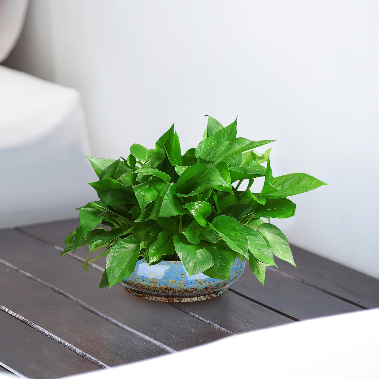 INOOMP Hydroponic Plants Pot Ceramic Succulent Bonsai Pot 8Inch Water Lily Pot Narcissus Planting Bowl Flowerpot Container Garden Decoration