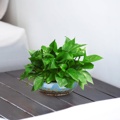 INOOMP Hydroponic Plants Pot Ceramic Succulent Bonsai Pot 8Inch Water Lily Pot Narcissus Planting Bowl Flowerpot Container Garden Decoration