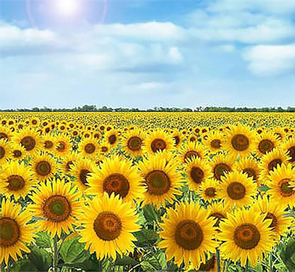 Giant Sunflower Seeds - Mammoth Grey Striped Seeds - Attracts Bees and Butterflies