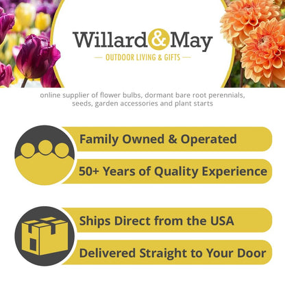 Complete Sunny Perennial Pollinator Flower Bulb Garden - 25 Bulbs for 50 Days of Continuous Blooms (Summer Color from July Through October) - Easy to Grow Summer Planting Bulbs by Willard & May