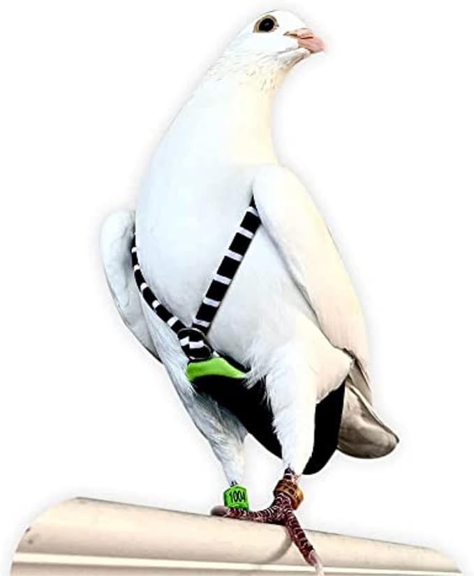 FLYPER Adjustable Mini Bird Diaper | Reusable, Washable Cloth | Comfort Fit for Parrots, Cockatiels, and Other Small Birds | Fashionable Avian Accessories Size 9