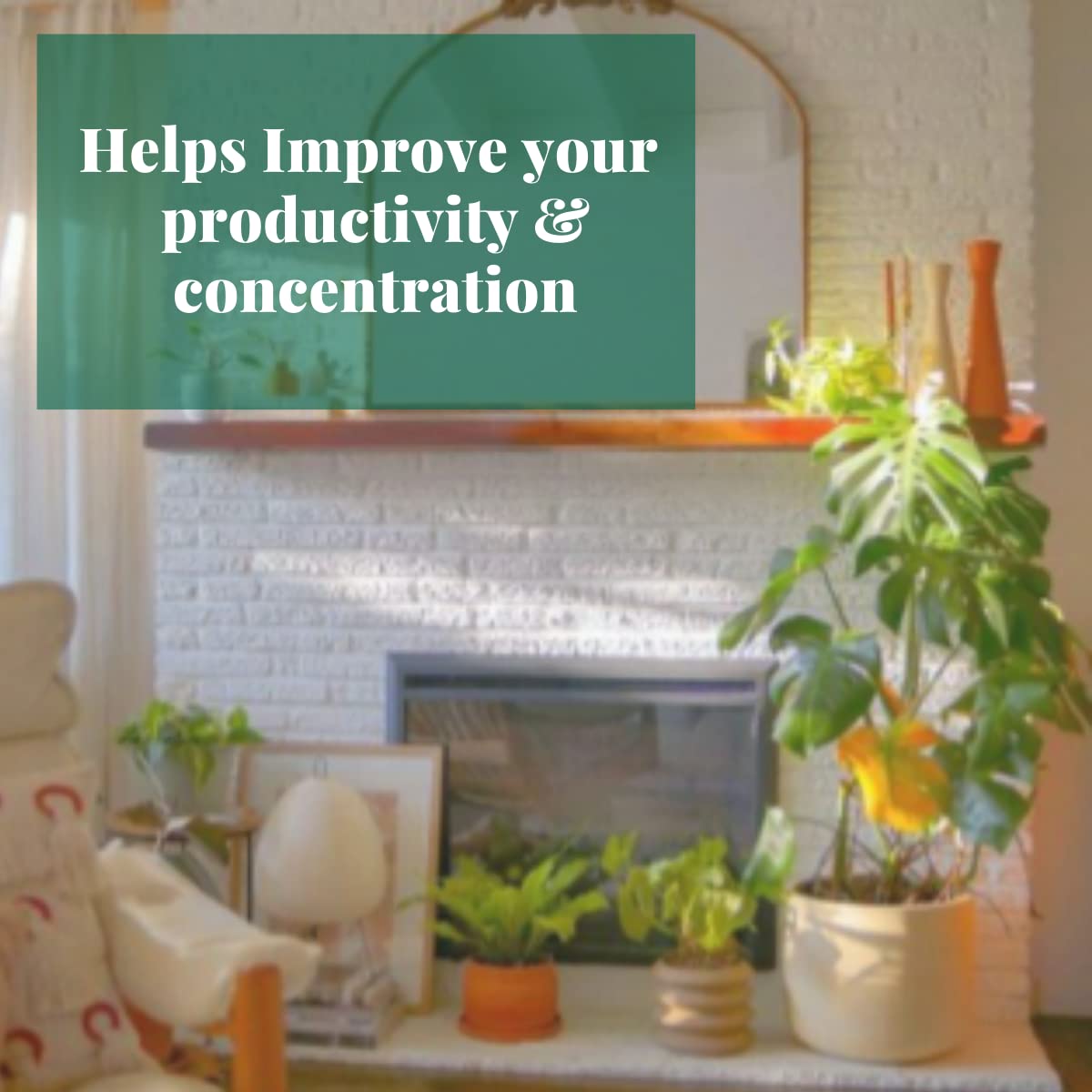 HOUSE PLANT SHOP | Tillandsia Air Plant 'Bandensis '| Live Indoor Plant | Easy to Care | Natural Décor Plant | Great Gifts| Free Care Guide
