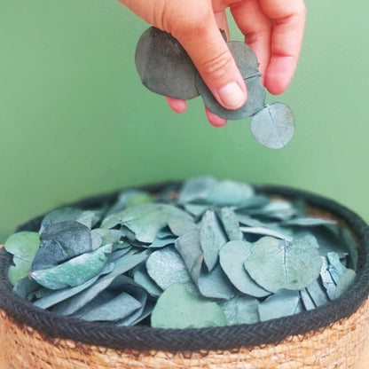 1600+Preserved Real Eucalyptus Leaves Small, Pure Natural Bulk Eucalyptus, Wedding Leaves Confetti for Anniversaries, Birthday, Graduation, Bridal Showers, Baby Shower Party Decor