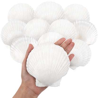 10PCS Large Natural Scallop Shells, 4''-5'' Large Shell for Crafts, DIY Painting, Baking and Beach Wedding Decorations - Large White Seashells Bulk for Ocean Themed Parties and Home Decor