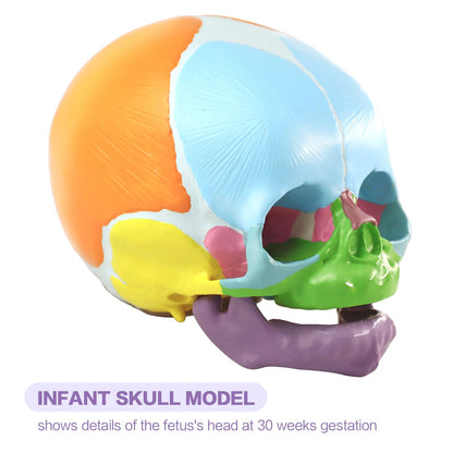 HADWYN 2026 New Life Size Human Infant Skull Model,Anatomy Fetus Brain Head，Baby Skull Model for Medical Teaching Learning, Learning Education Display Tool, Hand Painted