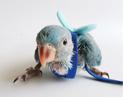Pet Parrot Bird Harness Leash Adjustable Bird Flying Harness Traction Rope with Cute for Parrots Budgerigar Lovebird Cockatiel Mynah Outdoor Training Toy (Quaker/Sun Conure,Blue)