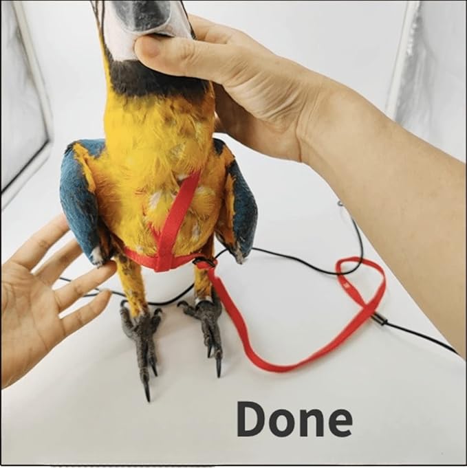 Adjustable Bird Harness with 78.7 Inch Leash, Outdoor Flying Training Rope Kit for Bird Parrots, Parrot Flying Rope Straps Outdoor Training Traction Rope for Small Medium Large Size Birds (M)