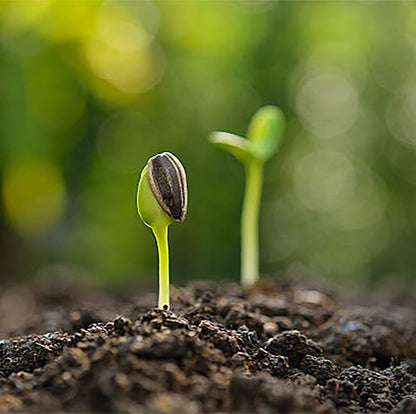 Double Sun Sunflower Seeds - Plants Grow up to 6 Feet