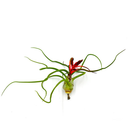 ragnaroc Air Plants - Flowering Tillandsia Bulbosa Belize, Giant 7-9" - 2ct - Live Arrival Guaranteed - House Plants for Home Decor & Gift