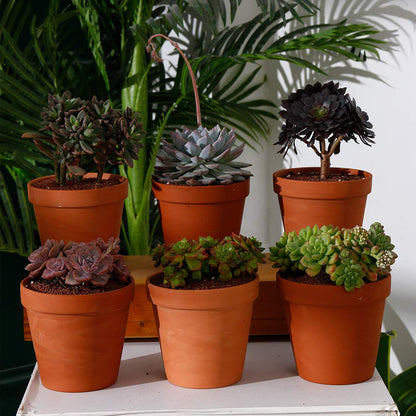 Yishang 6 inch Terracotta pots with Drainage Hole for Flower, Cactus, Succulent Planting,Ceramic Pottery Planter for Indoor/Outdoor, Set of 6