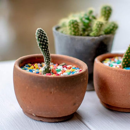 TOYPOPOR 6 lb Decorative Rocks, Mini Rainbow Gravel Pebbles Aquarium Gravel Mixed Color Stones Succulent Cactus Bonsai Gritty Mix Rocks for Top Dressing, Plants, Fish Tank, Lanscaping, Home Decor