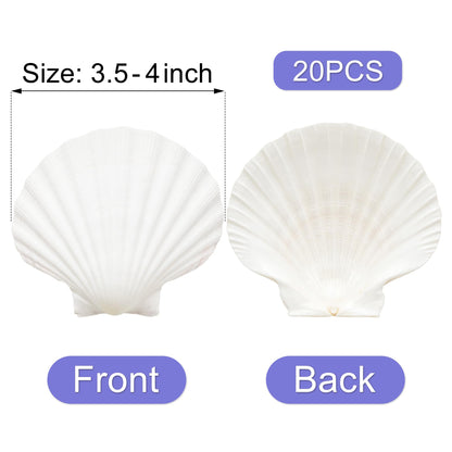 Denking 20 PCS Scallop Shells 3.5-4 inch Natural White Seashells for DIY Painting, Craft, Baking, Beach Wedding & Home Decor(20PCS 3.5"-4")