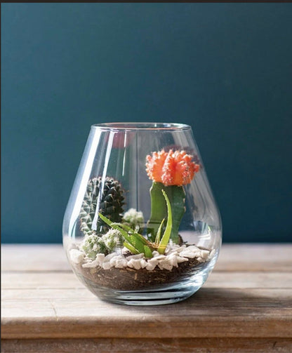Syndicate Glass Lantern Terrarium Kit, Clear, 14 x 6 x 14 Inches, Hand Wash, Indoor Planter for DIY Projects, Create Your Own Design