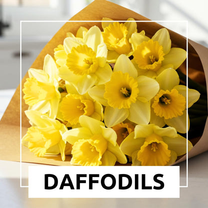 Large Flowering Mix Daffodil Bulbs for Planting, Stunning Perennial Flower Bulbs, Borders, Garden, Landscaping, Bulb Size 12/14 cm, Large Flowering Daffs (25 Bulbs)