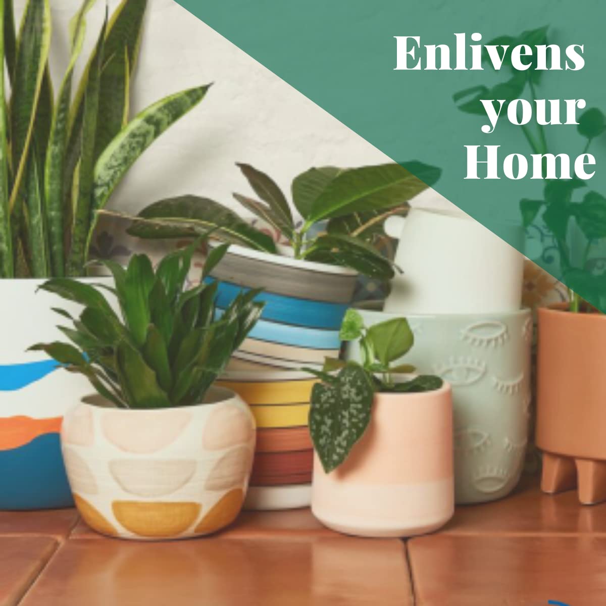 HOUSE PLANT SHOP | Tillandsia Air Plant 'Adreana'| Live Indoor Plant | Easy to Care | Natural Décor Plant | Great Gifts| Free Care Guide