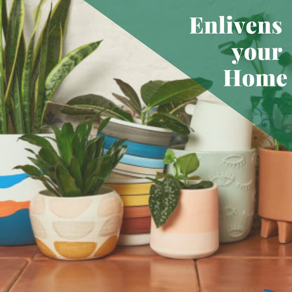 HOUSE PLANT SHOP | Tillandsia Air Plant 'Adreana'| Live Indoor Plant | Easy to Care | Natural Décor Plant | Great Gifts| Free Care Guide