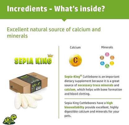 Sepia King - Medium - 100% Natural Calcium Supplement - Premium Cuttlebone Perfect for Birds, Tortoises, Snails, Reptiles - 12 Pack