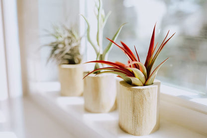 Air Plant Shop 3 Pack Purple Sea Urchins with Assorted Air Plants - Succulents - Live Tillandsia - Easy Care Indoor and Outdoor House Plants