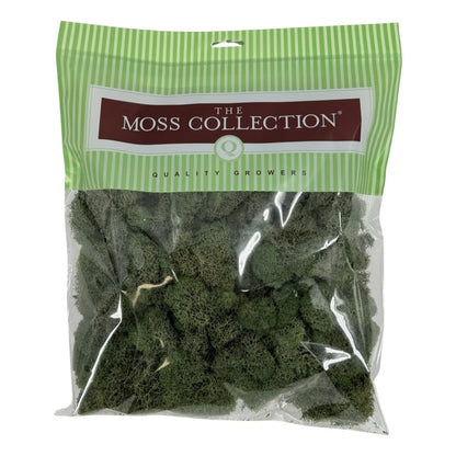 Quality Growers - Preserved Reindeer Moss - Moss for Crafts, Home Decor, Art, Design & DIY Projects - Non-Toxic - USA Made (Basil, Medium)